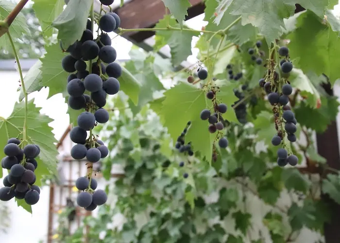 Bad Salzig בופארד